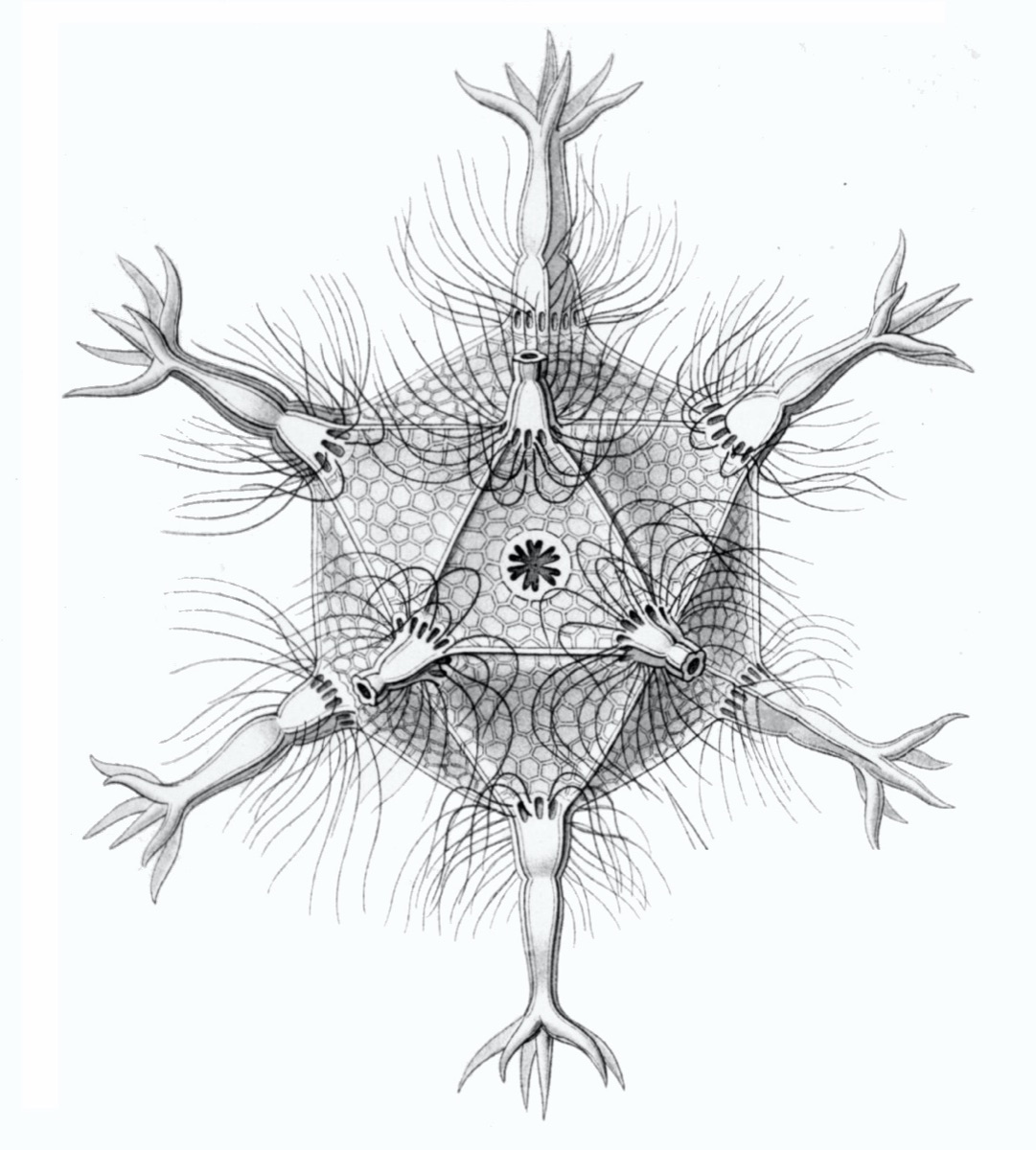 Haeckel's engraving of the radiolarian Circogonia icosahedra: an icosahedral shell of fine hexagonal mesh with branched spines radiating from its corners