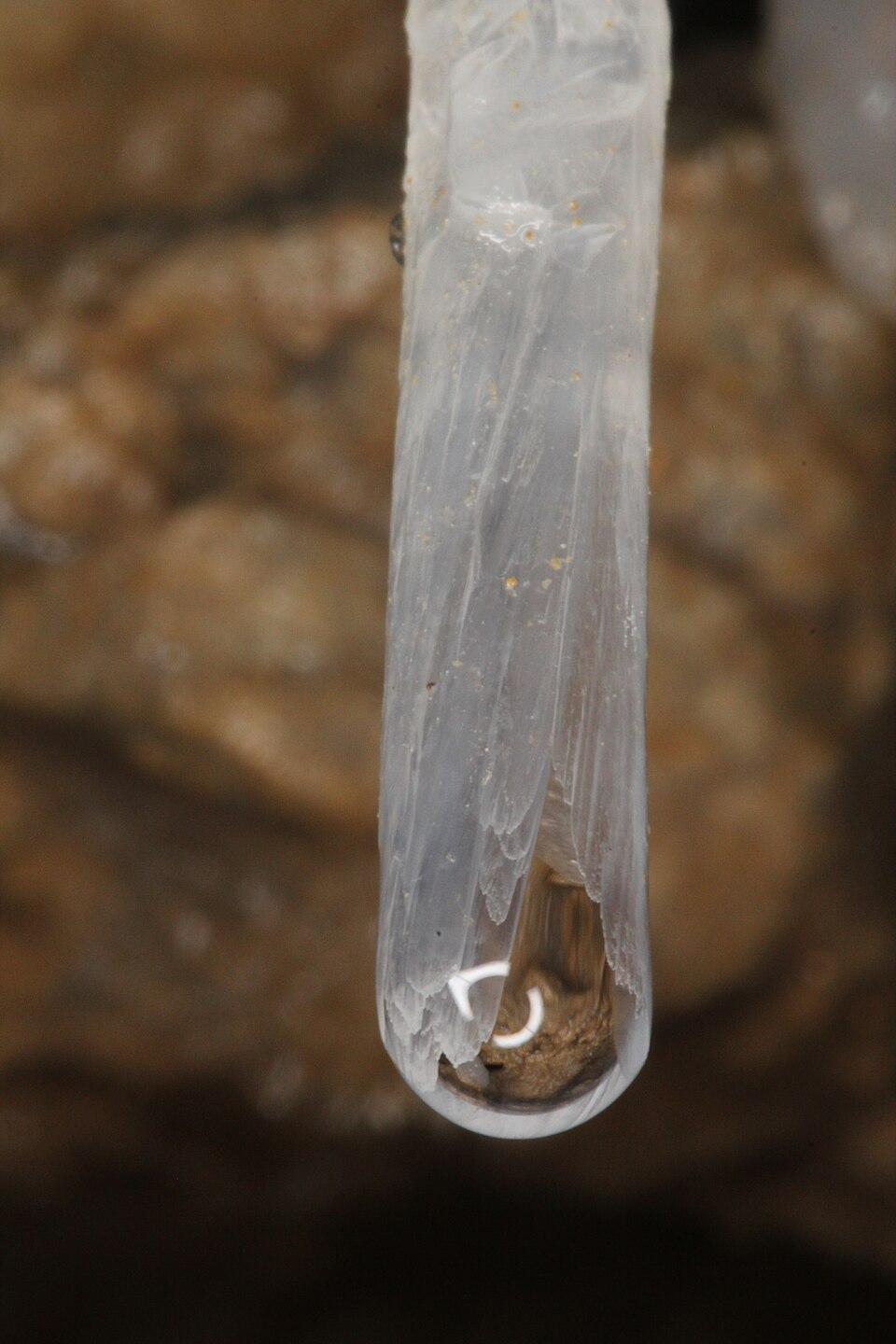 Close-up of a translucent soda-straw stalactite, a hollow mineral tube with a drop of water at its open lower end