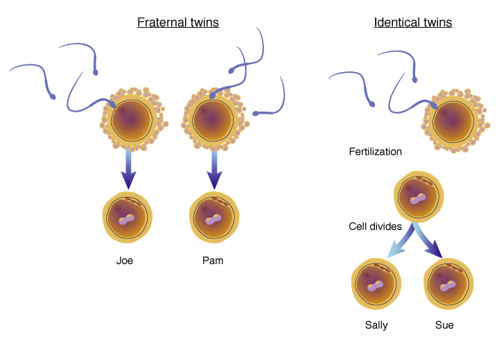 Fraternal twins: two eggs, each fertilized by its own sperm, grow into two different babies. Identical twins: one fertilized egg divides and grows into two babies